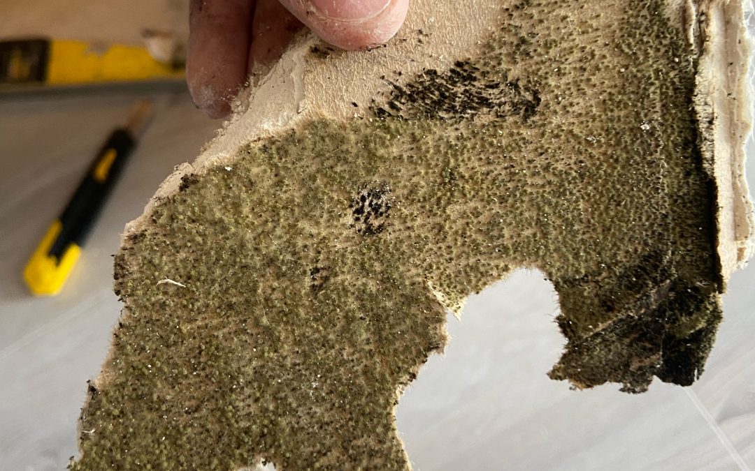 Chantier Janneyrias, procédure d’un traitement des murs contre les champignons, moisissure, salpêtre suite a un dégât des eaux.